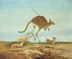 Polowanie na kangura