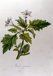 Tablica botaniczna: Datura Stramonium (Datura stramoine lub stramoine officinale). Grawer „Flora Monacensis” Franza von Paula Schrank (1747-1835), niemieckiego przyrodnika, Monako 1816.