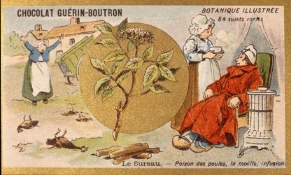 Bez czarny: trucizna kur, szpik, napar. Grawerowanie (chromo). Chromolitografia reklamowa czekoladek Guerin-Boutron, koniec XIX wieku. Illustree seria botaniczna.