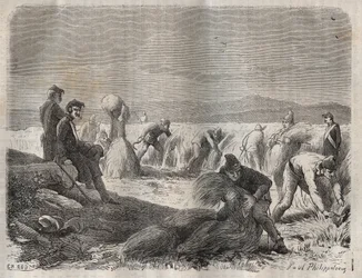 Siły żniwne w więzieniu Belle-Ile-en-Mer (piękna wyspa na morzu) w XIX wieku. Grawer „Historia skazanych od ich powstania do dnia dzisiejszego” (1877) autorstwa Pierre