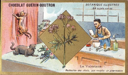 Walerian: boi się kotów, pracuje w aptece. Grawerowanie (chromo). Chromolitografia reklamowa czekoladek Guerin-Boutron, koniec XIX wieku. Illustree seria botaniczna.