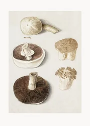Pieczarka polna, Agaricus campestris – w pozycji stojącej