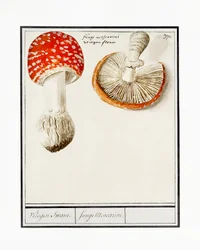 Muchomor czerwony, Amanita muscaria