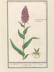 Storczyk szeroki (Dactylorhiza majalis) Standelcruijd. / Orchidee Satirion lub Cynosorchis. / Satijrion. (tytuł na obiekcie)