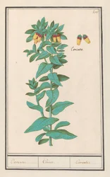 Cerinthe (Cerinthe major) Wymagania. / Wymagania. / Wymagania. (tytuł na obiekcie)