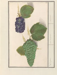 Druif (Vitis vinifera) Druijven. /Uva Vulgaris. / Rodzynki (tytuł na obiekcie)