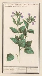 Miodownik plamisty (Pulmonaria officinalis) Dłuższa przyprawa. / Płuc. / Płuc. (tytuł na obiekcie)