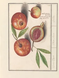 Granat (Punica granatum) Jabłka Grenaerta. / Mała Punica. / Granaty. (tytuł na obiekcie)