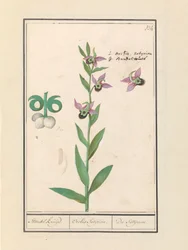 Laughing Bumblebee Orchid (Ophrys bombyliflora) and anemonen (Anemone) | Laughing Bumblebee Orchid (Ophrys bombyliflora) Laughing Bumblebee Orchid (Ophrys bombyliflora)   1391162   pl       polish Successfully Translated  Original: Retirement from Russia i