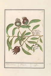 Nieszpułka (Mespilus germanica) Drzewo niesplik. / Mespilus. / Nefflier (tytuł na obiekcie)