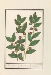 Oliwka (Olea europaea) Drzewo laurowe. / Bacca Laurus. / Laur (tytuł na obiekcie)