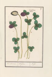 Koniczyna czerwona (Trifolium pratense) Klee Claevera. / Trifolium. / Trefle (tytuł na obiekcie)