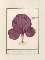 Kapusta czerwona (Brassica oleracea convar. capitata var. rubra) Czerwony Cauwel. / Brassica rubra. / Choux rouge (tytuł na obiekcie)