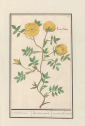 Róża (Rosa) pojedyncza żółta róża. / Rosa lutea simplex / rose jeaune à fleur simple (tytuł na obiekcie)