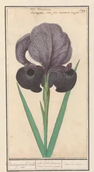 Irys pospolity (Iris susiana) z suzyaensche lisbloeme / tęczówki Calcedonica. irys Susiana major. / suze tęczówki. (tytuł na obiekcie)