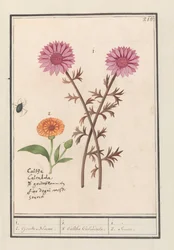 Różowy kwiat (nieznany) i nagietek (Calendula officinalis) 1. 2. Złote kwiaty. / 1. 2. Caltha Nagietek. / 1. 2. Socie. (tytuł na obiekcie)