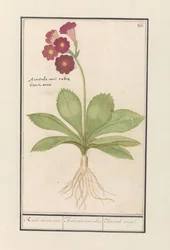 pierwiosnek (pierwiosnek) Czerwone uszy niedźwiedzia. / Auricula ursi rubra. / Auricule rouge (tytuł na obiekcie)