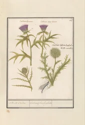 Oset (Carduus) i Karczoch (Cynara cardunculus) Distel (Oset) en artisjok (Cynara cardunculus) Boll Caerden / Cardius Spheroche-phalus (tytuł na obiekcie)