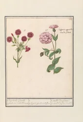 Dwa goździki (Dianthus) 1. Angielski goj. 2. jenelle z kwiatami w kostkę / 1. 2. Lygnis agrestis multiflora. / 1. oeuillet d