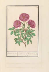 Wilde Roos (Rosa) Welriekende bosch roose / rosa silverstris adorata. / Leśna róża z zapachem (tytuł na obiekcie)