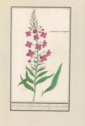 Fireweed (Chamerion angustifolium) Znowu Żydzi Kruyt. / lysimachia sequilosa / Souci d