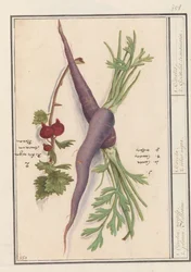 Wortel (Daucus carota) w rode bes (Ribes rubrum) 1. Karoten, wirki. 2. Planen Aelbesien / 1. Carota. 2. żeberka czarne. / 1. Karot. 2. Transmaryna Goisselet. (tytuł na obiekcie)