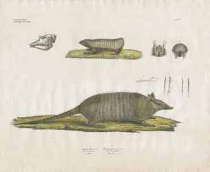 Armadillos z czaszką i strukturami zębowymi (ręcznie kolorowana litografia)