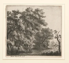 Zalesiona wyspa