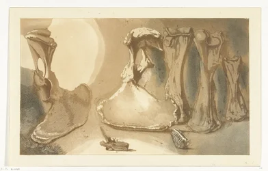 Umyte kości Trochę kości przez złamanie tamy przez Loenena, wyrzucone przez wodę