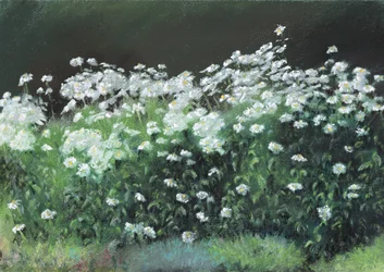 Stokrotki Shasta, 1992