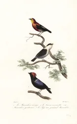 Gatunki Manakina.