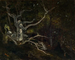 Las Fontainebleau, "Reine Blanche" 1860 (olej na płótnie)