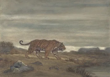 Tygrys Zbliżający Się Basen, 1810-75.