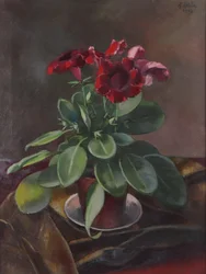 Roślina doniczkowa Anton Hula