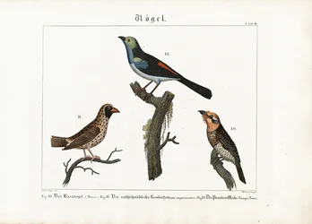 Barbet, ptak tkacz i muchołówka rajska
