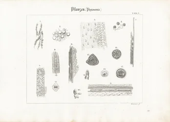 Anatomia roślin (fitotomia)