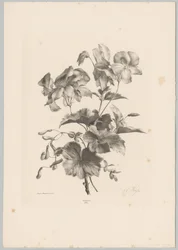Różne kwiaty Studia kwiatowe i owocowe (...) 10. odcinek (tytuł serii)