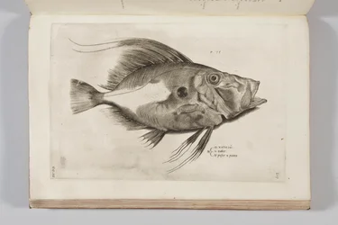 Ilustracja z „Aquatilium animantium historia, liber primus” Ippolita Salvianiego, 1554
