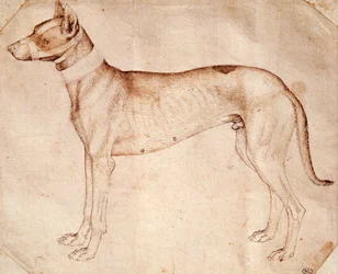 Studium psa myśliwskiego Antonio Pisano znanego jako Pisanello (przed 1395- ok. 1455), rysunek piórem i brązowym tuszem