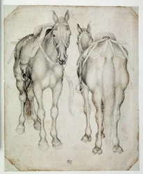 Dwie uprzęże, widziane w trzech czwartych, jedna z przodu, druga z tyłu. Rysunek Pisano Antonio di Puccio dit Pisanello (1395-1455)