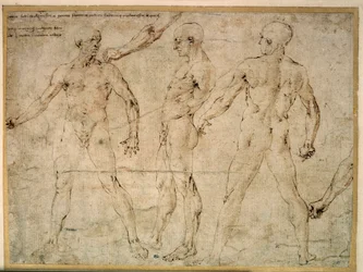 Trzech nagich mężczyzn. Rysunek autorstwa Antonio Pollaiuolo (Pollaiolo) (1432-1498)