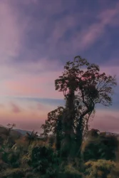 Rain Forest III, 2020 (zdjęcie cyfrowe)