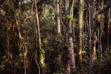 Rain Forest IV, 2021 r. (zdjęcie ilustracyjne)