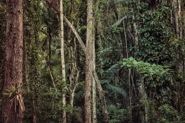 Rain Forest V, 2021 (zdjęcie cyfrowe)