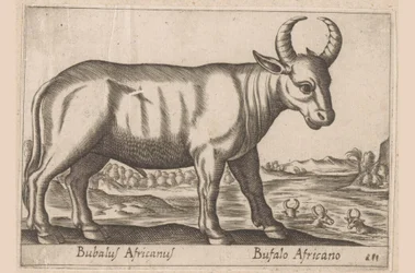 Bawół afrykański Bubalus Africanus/ Bufalo Africano (tytuł na obiekcie) Zwierzęta i mityczne stworzenia (tytuł serii) Nova raccolta de li animali piu curiosi del mondo (tytuł serii)