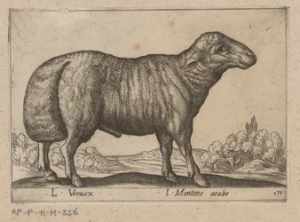 arabski schaap L Veruex/ I Montone arabo (tytuł na obiekcie) Dieren en fablewezens (tytuł serii) Nowa kolekcja najciekawszych zwierząt świata (tytuł serii)