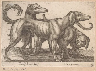 Trzy psy Canis Leporius / Cane Liviriero (tytuł na obiekcie) Zwierzęta i mityczne stworzenia (tytuł serii) Nova raccolta de li animali piu curiosi del mondo (tytuł serii)