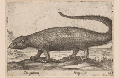 Szybko Sanguinus/ Sanguino (tytuł na obiekcie) Dieren en fablewezens (tytuł serii) Nowa kolekcja najciekawszych zwierząt świata (tytuł serii)
