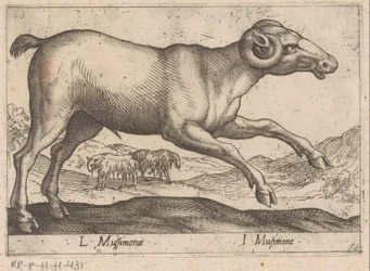 kozia L Mussimonae/ I Musimone (tytuł na obiekcie) Dieren en fablewezens (tytuł serii) Nowa kolekcja najciekawszych zwierząt świata (tytuł serii)