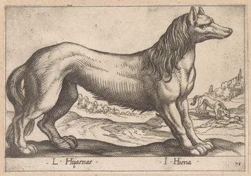 hiena L Hijanae/ I Hyena (tytuł na obiekcie) Dieren en fabelwezens (tytuł serii) Nova raccolta de li animali piu curiosi del mondo (tytuł serii)
